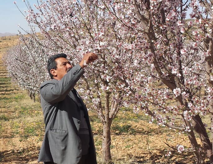 verger amandier bio Ã©quitable tunisie ethiquable